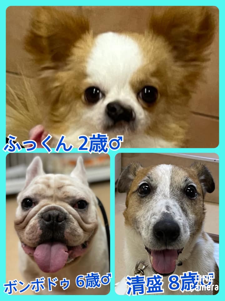 🐾今日の里親様募集中ワンコ🐶＆ニャンコ🐱メンバーです🐾2021,5,25